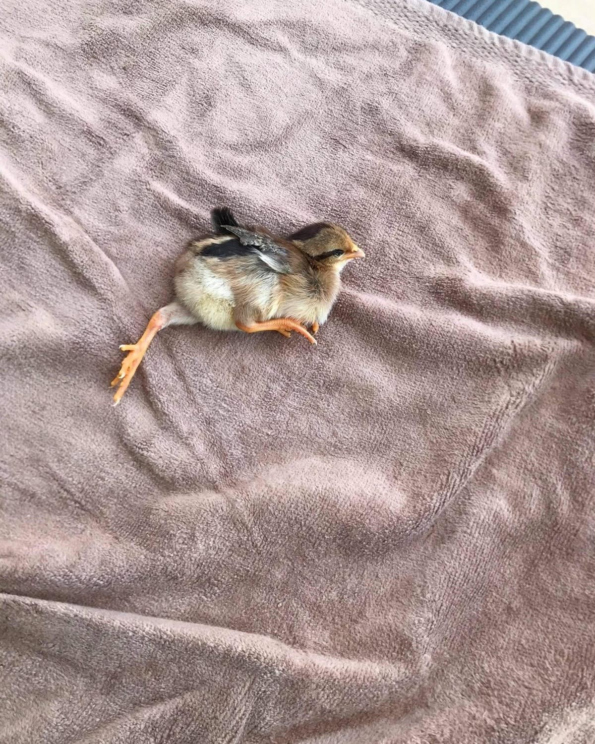 Chick