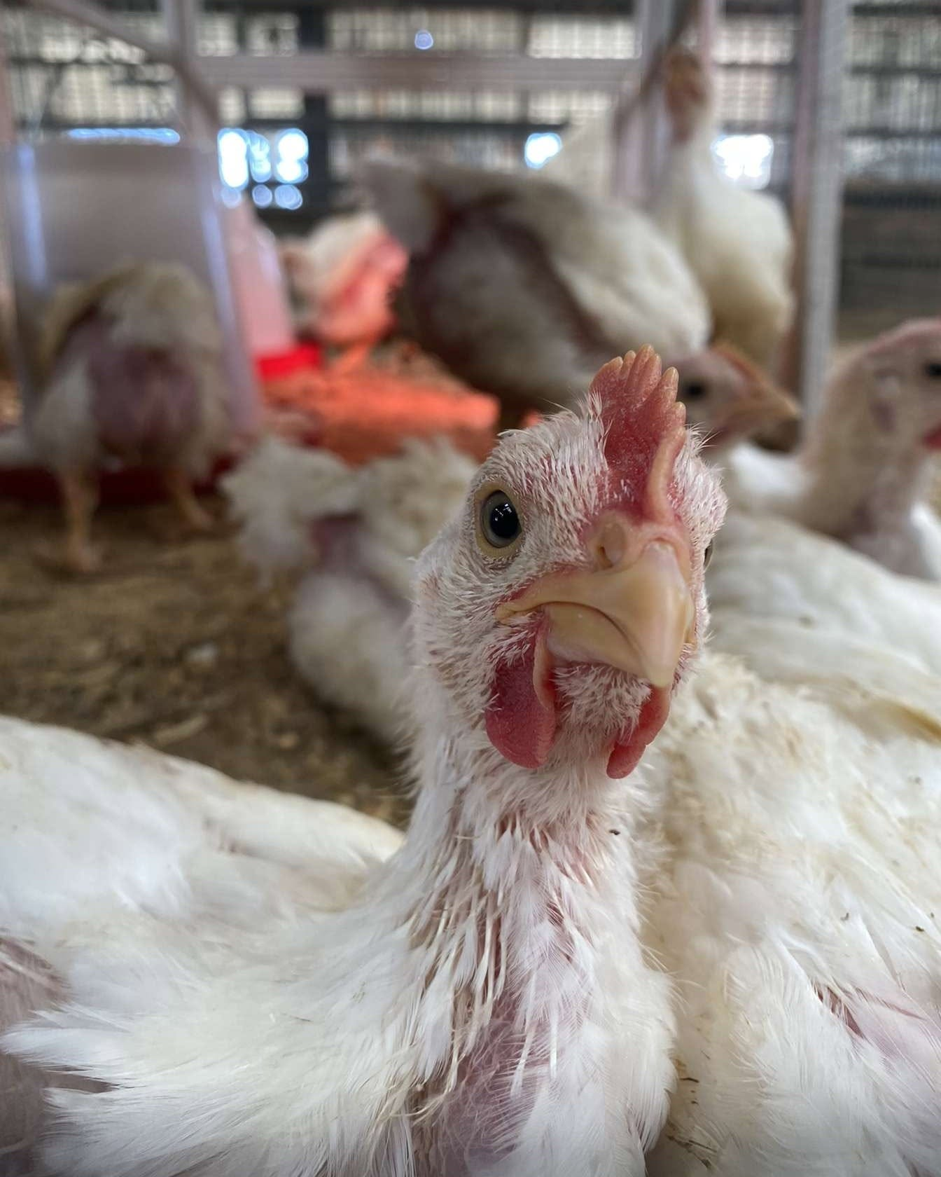 Chicken flock