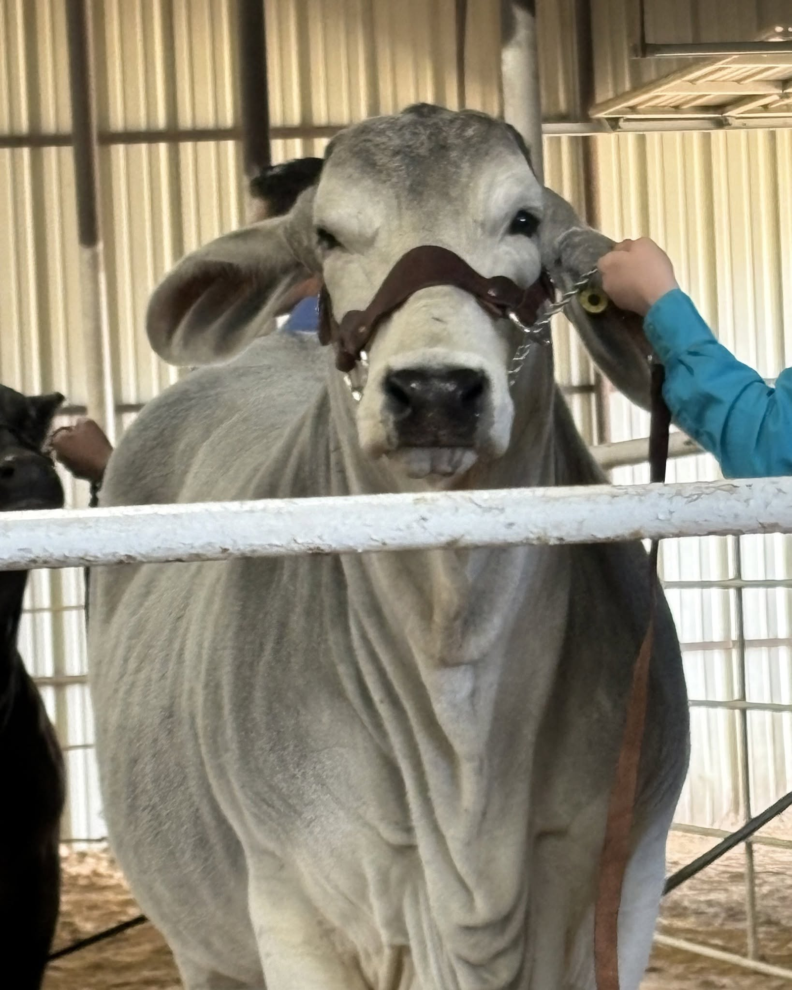 Cow receiving attentive handling