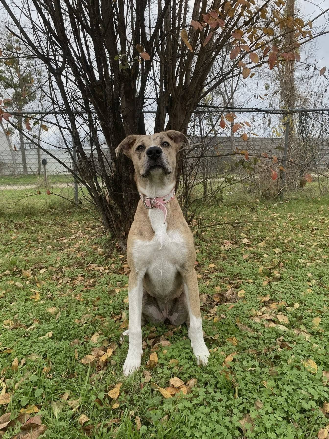 Dog outdoors