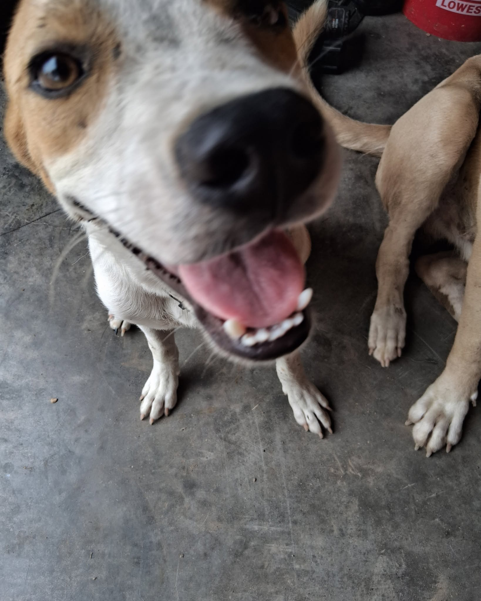 Happy dog
