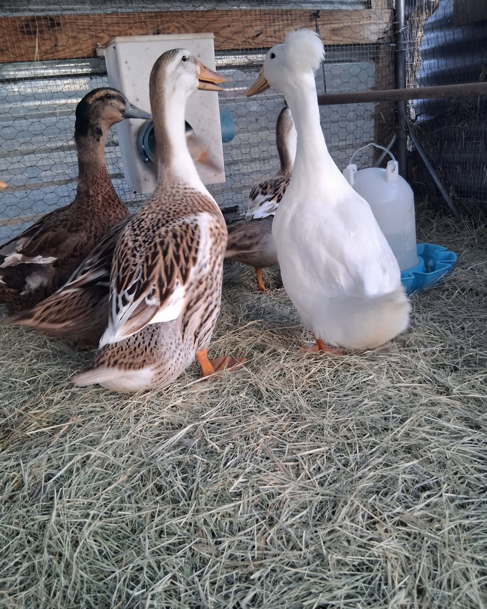 Ducks