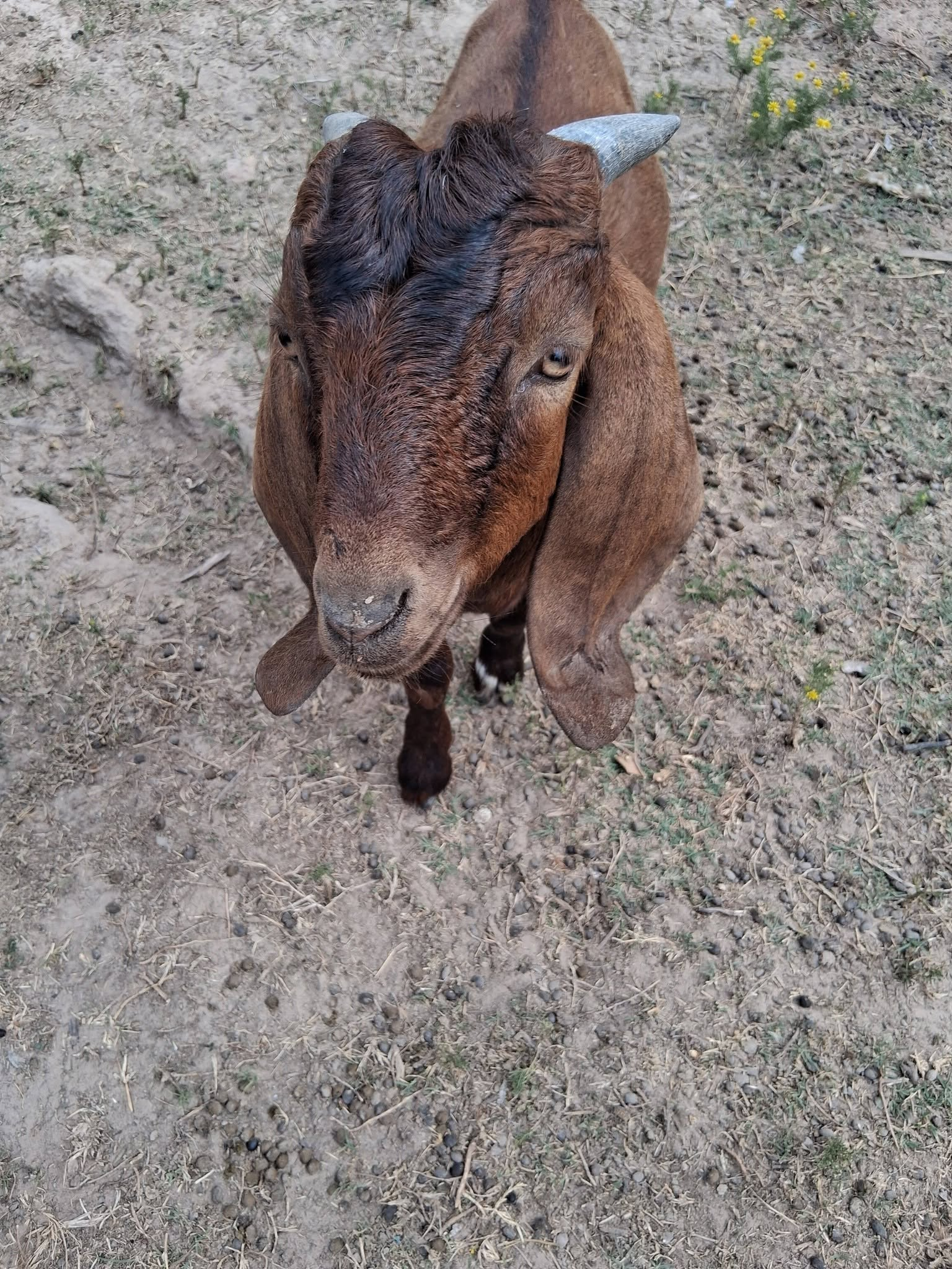 Brown goat