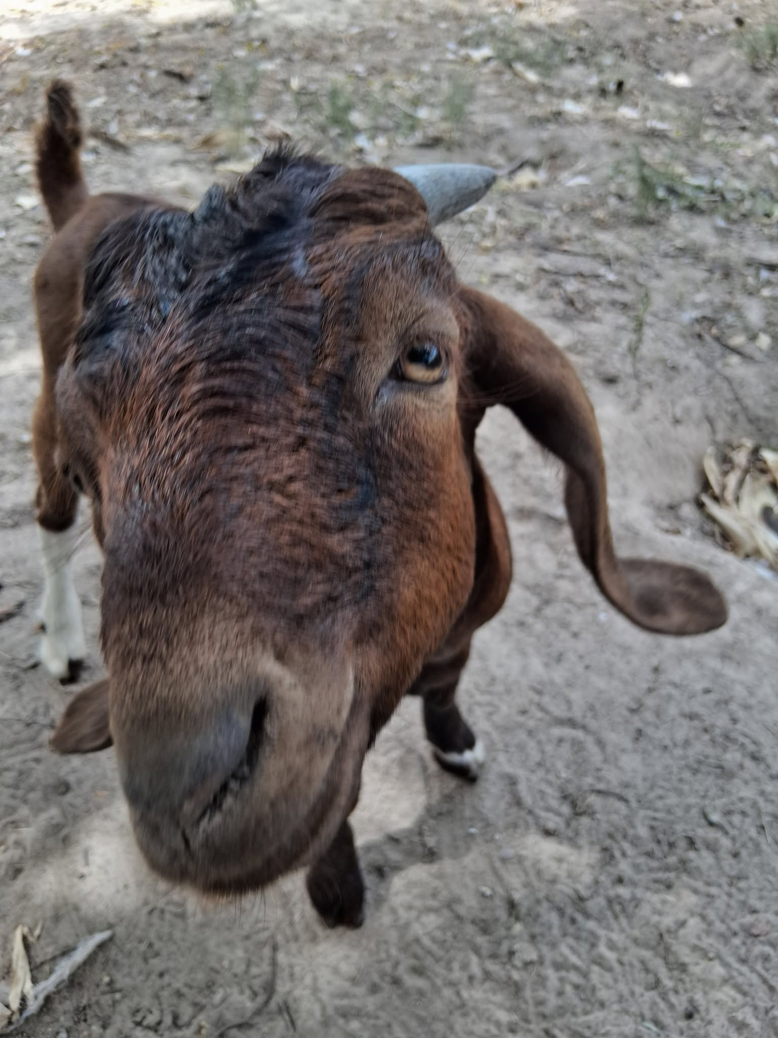 Goat close-up