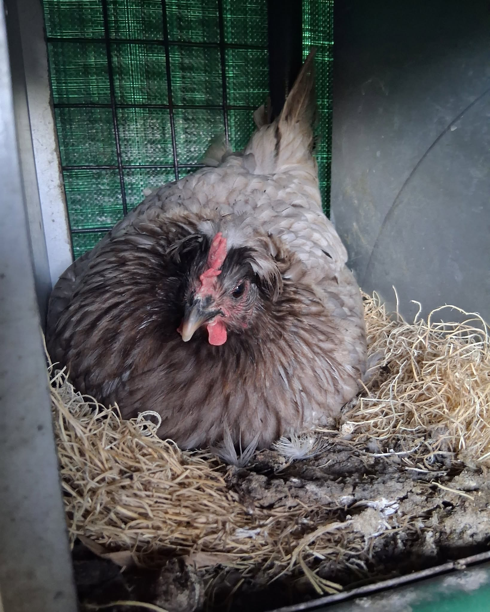 Hen resting in nesting area