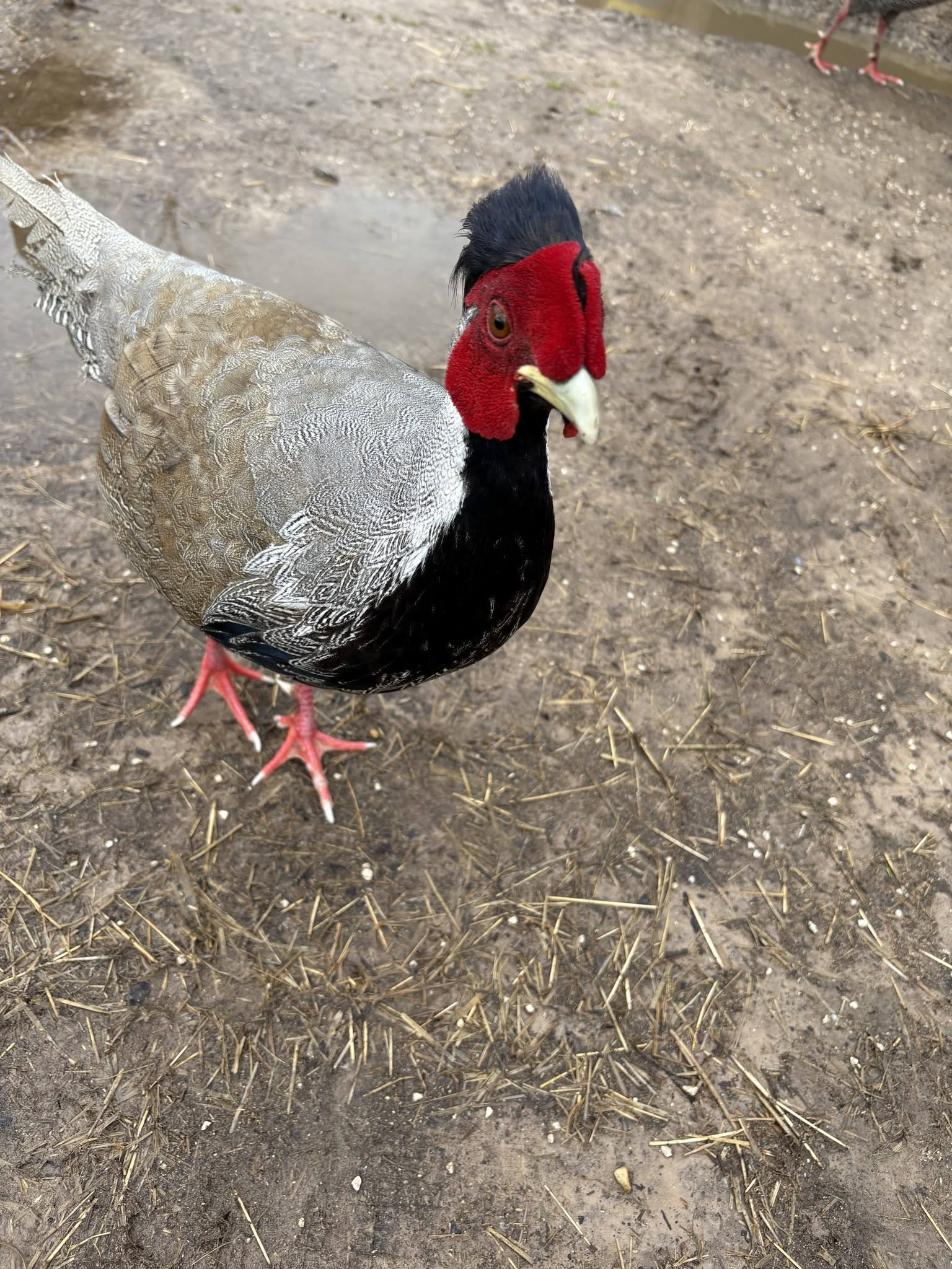 Pheasant