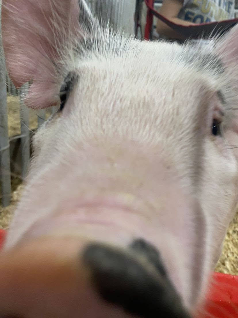 Pig closeup