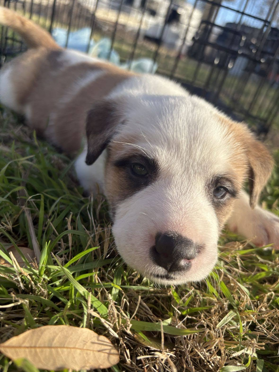 Puppy resting in grass
