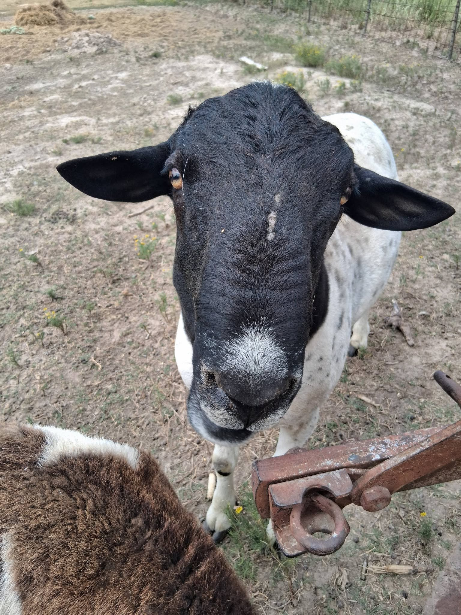 Sheep